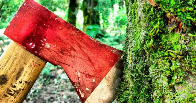 Верховная Рада ужесточила ответственность за уничтожение лесов