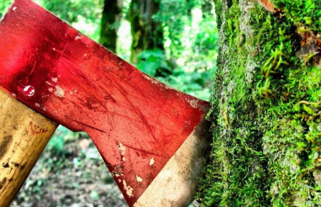 Верховная Рада ужесточила ответственность за уничтожение лесов