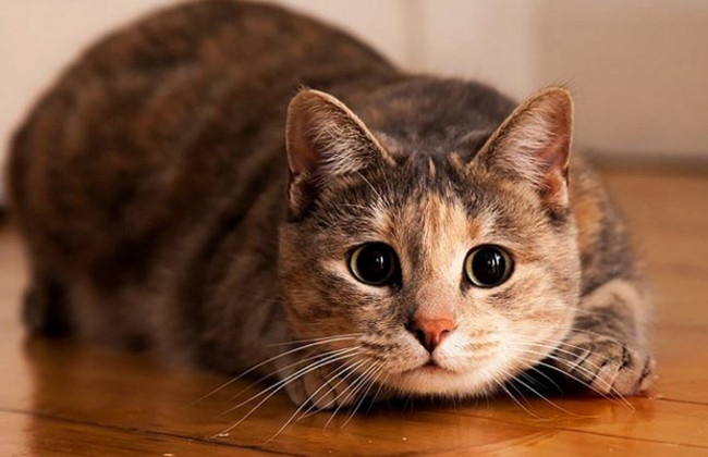 Ради спасения кота в Киеве разобрали крышу здания