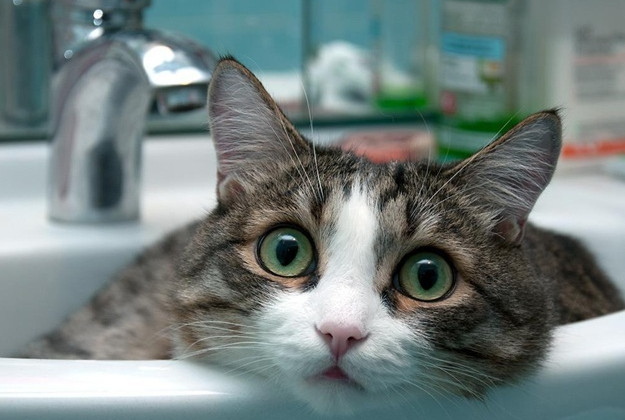 Сегодня часть Киева останется без холодной воды (список адресов)