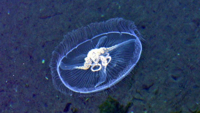 Киевляне поражены новыми обитателями водохранилищ