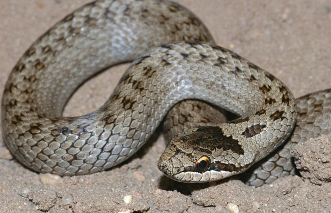 Ядовитая змея в столице поставила киевлян "на уши"