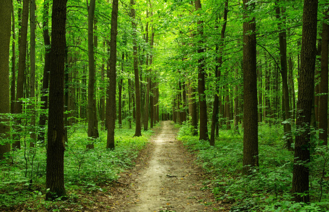 Государству вернули лесные земли, стоимостью более четверти миллиона гривен