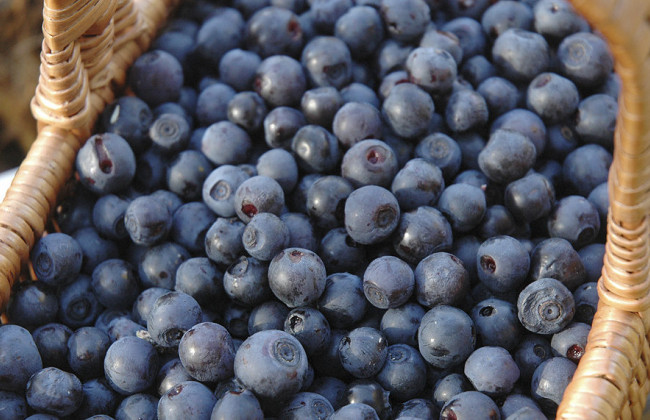 Киевлянам на заметку: на стихийных рынках продают «радиоактивную» чернику