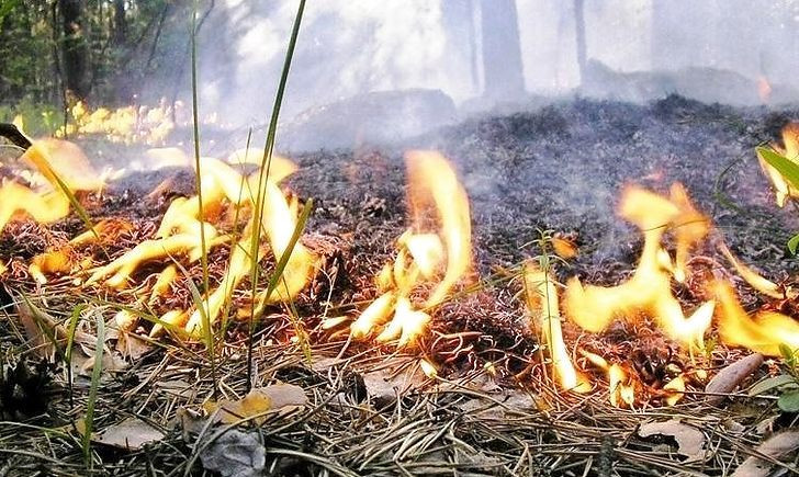 В Украине объявили чрезвычайный уровень пожароопасности