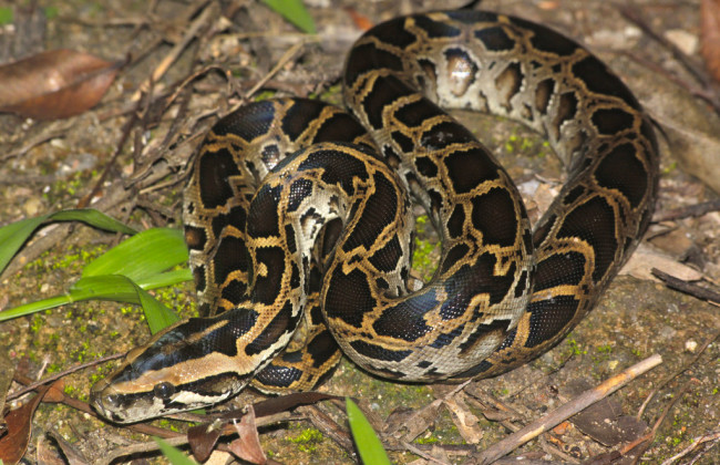 В центре Киева двухметровый питон на фонаре напугал прохожих