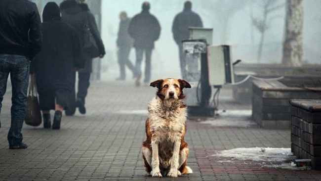 Убийство 100 собак в Николаеве: между активистами и коммунальщиками произошли стычки