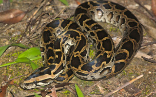 В центре Киева двухметровый питон на фонаре напугал прохожих