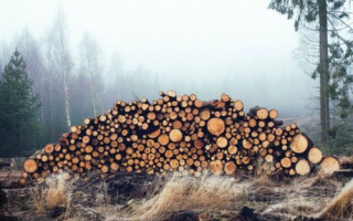 Гройсман пообещал криминальную ответственность за контрабанду леса