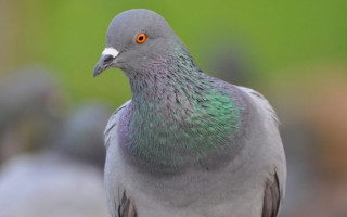 Голубь в супермаркете поставил киевлян «на уши»