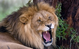 Прокусил руку: лев напал на туристку в Крыму