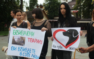 В Виннице волонтеры нашли собаку с содранной кожей