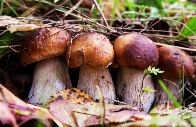 Под Одессой семья отравилась грибами: мать и 11-летний сын умерли