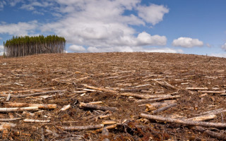 Запрет вырубки леса: Порошенко ветировал закон
