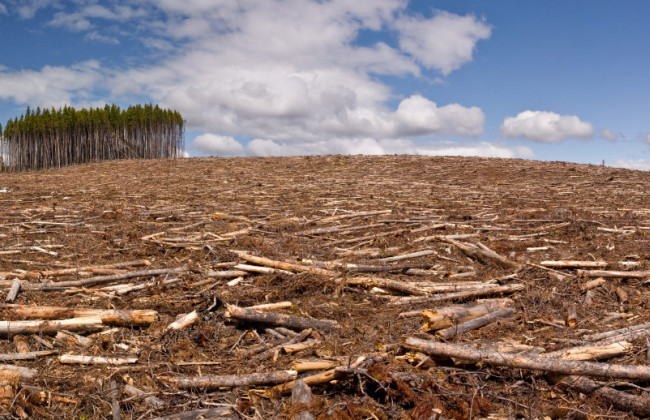 Запрет вырубки леса: Порошенко ветировал закон