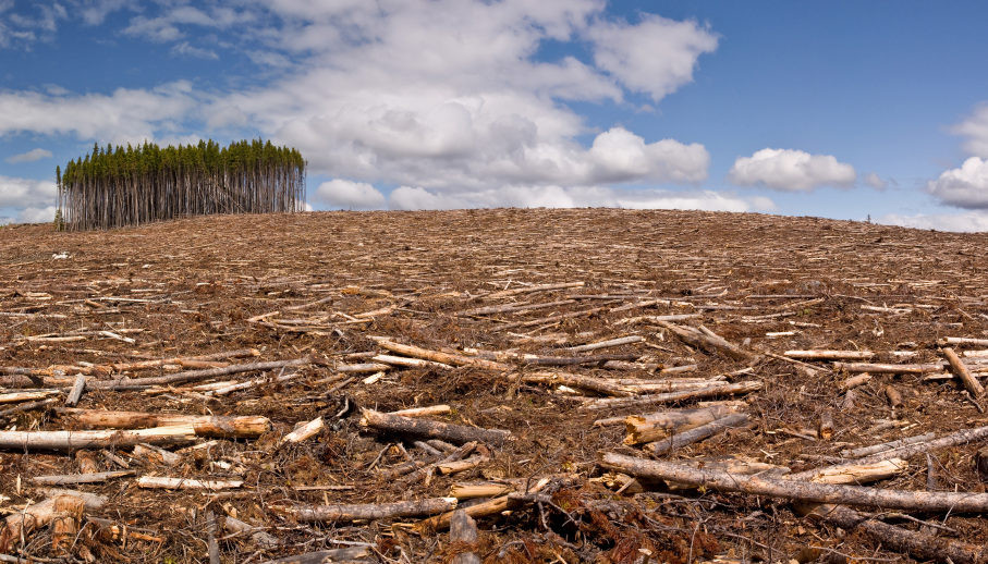 Запрет вырубки леса: Порошенко ветировал закон