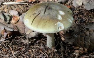 В Одесской области  семья из 7 человек отравилась поганками: умерли мама и сын