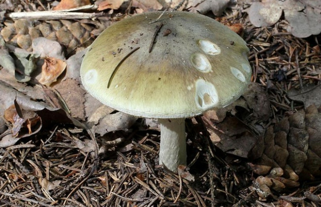 В Одесской области  семья из 7 человек отравилась поганками: умерли мама и сын