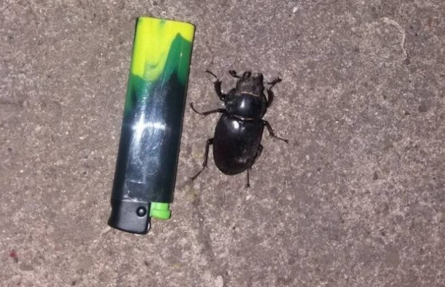 Паника в Хмельницкой области: одно из сел атаковали неизвестные жуки