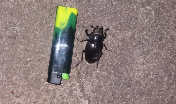 Паника в Хмельницкой области: одно из сел атаковали неизвестные жуки