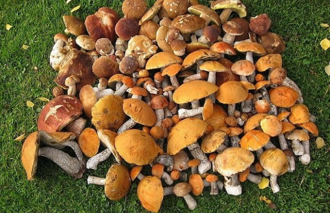 Супрун дала рекомендации относительно выбора грибов