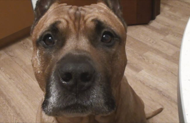 Изверг в Хмельницком выбросил собаку с 9-го этажа