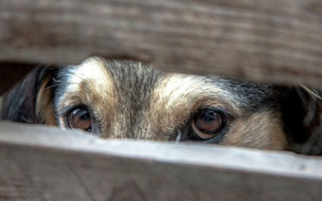 Выбросил собаку из окна многоэтажки: под суд пойдет киевлянин