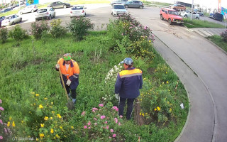 За кражу кустов роз правонарушителю дали реальный срок