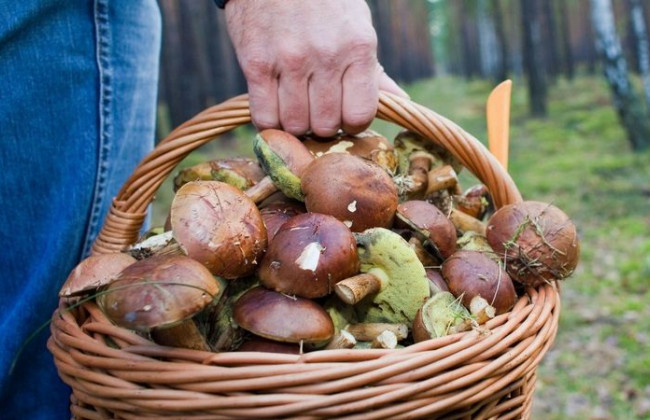 Отравление грибами в Харьковской области: 5 человек попали в больницу