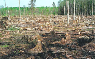 Незаконная вырубка деревьев: суд взыскал более полумиллиона убытков