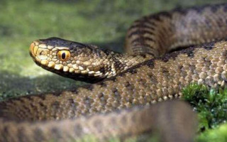 Ребенок умер от укуса змеи: погибла 4-летняя девочка