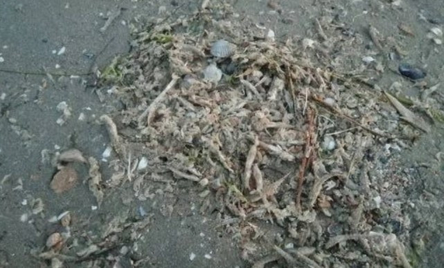 Тысячи мертвых рыб: Николаев оказался в центре ЧП