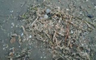 Тысячи мертвых рыб: Николаев оказался в центре ЧП