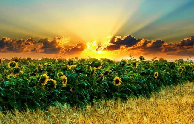 Коллективная собственность на землю: Порошенко подписал важный закон