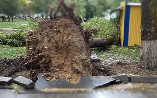 Жуткое падение: в Одессе дерево упало на пассажирский автобус