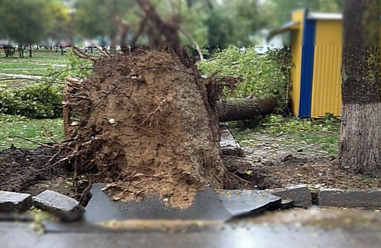 Жуткое падение: в Одессе дерево упало на пассажирский автобус