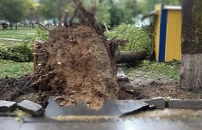 Жуткое падение: в Одессе дерево упало на пассажирский автобус