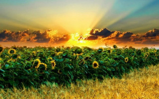 Коллективная собственность на землю: Порошенко подписал важный закон