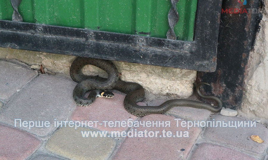 Метровая змея поставила Тернопольскую область "на уши"