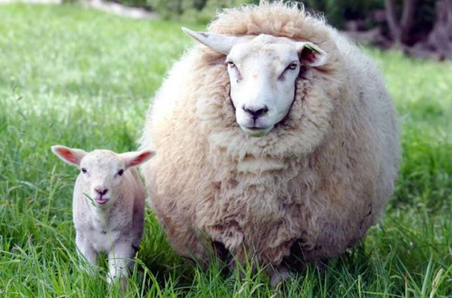 10 литров за ночь: в Тернопольской области неизвестное существо обескровило отару овец