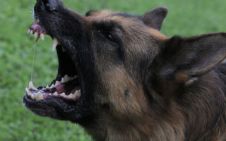 В Тернополе нашли останки ребенка, которого погрызли собаки