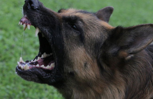 В Тернополе нашли останки ребенка, которого погрызли собаки