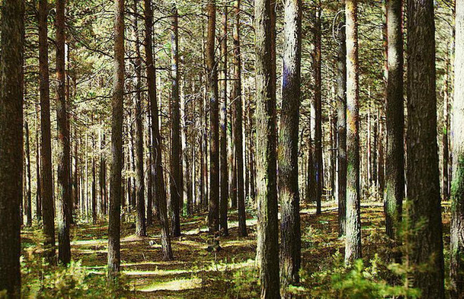 Женщина с младенцем сбежала от врачей в лес: ребенок умер