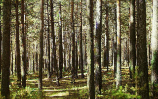 Женщина с младенцем сбежала от врачей в лес: ребенок умер