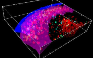 Учеными найдет новый человеческий орган, отвечающий за иммунитет