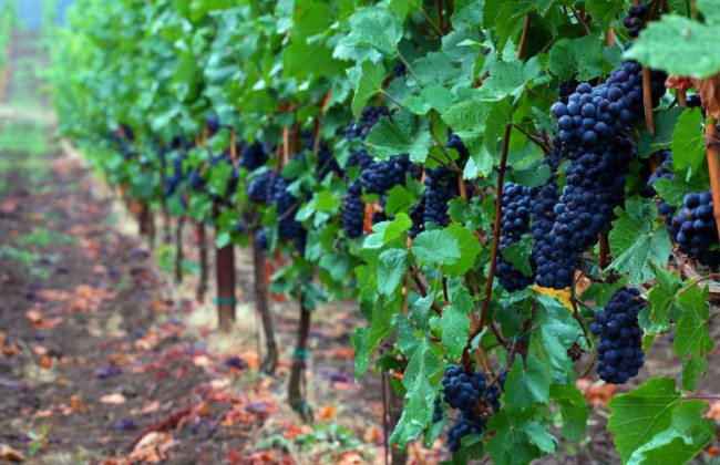 Под Одессой сожгли виноградники французского винодела