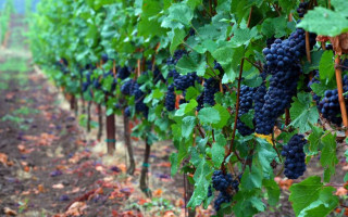 Под Одессой сожгли виноградники французского винодела