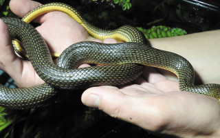 Одесситов напугали змеи на пляже «Аркадия»