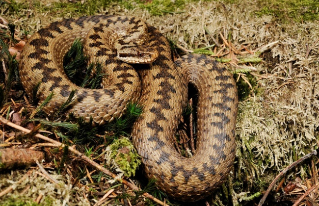 Очередной укус гадюки: ребенок в реанимации в тяжелом состоянии