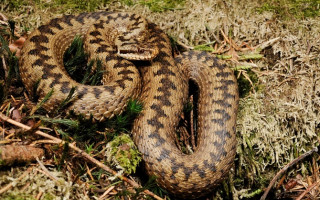 Очередной укус гадюки: ребенок в реанимации в тяжелом состоянии